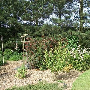 Insect and bird feeding station area, 19th June 2014
