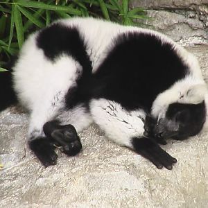 Lemur Resting