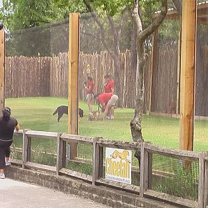 Windspear and her Canine Companion