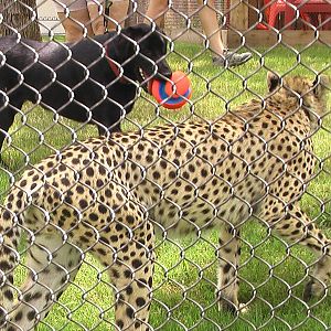 Windspear and her Canine Companion