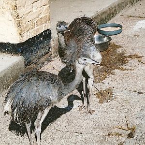 Young Greater Rheas in the former contact area, 2006