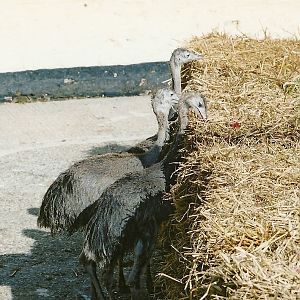 Young Greater Rheas in the former contact area, 2006