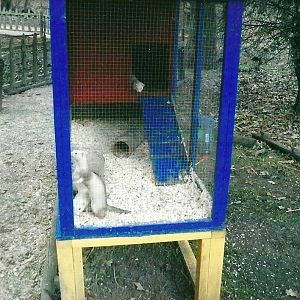 Ferret cage, 1st November 2013