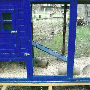 Ferret cage, 1st November 2013