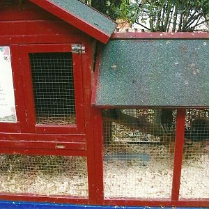 Ferret cage, 1st November 2013