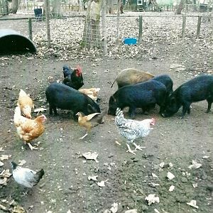 Pig paddock, 1st November 2013