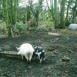 Pig paddock, 1st November 2013