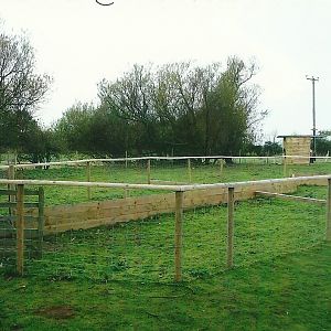 Pig racing circuit, 1st November 2013