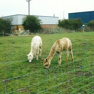 Alpaca paddock, 1st November 2013