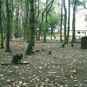 Wallaby exhibit, 1st November 2013