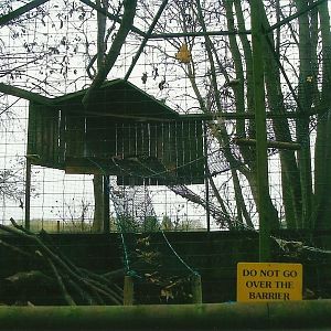 Raccoon exhibit, 1st November 2013