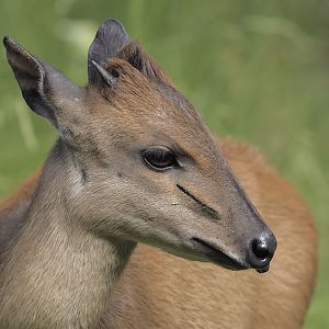 Red forest duiker