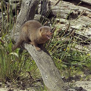 Dwarf mongoose