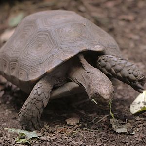 Asian brown tortoise