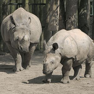 Indian rhinos, Asha and Komala