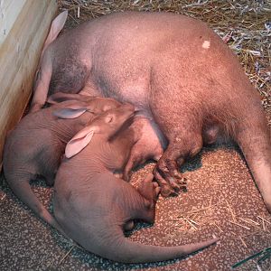 Aardvark twins