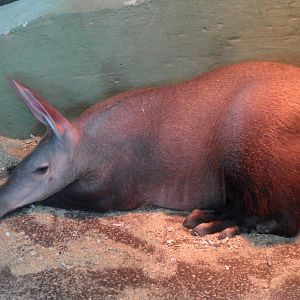 Young female aardvark