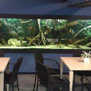 Amazone aquarium