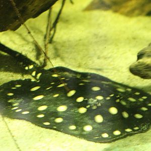 Leopold freshwater ray