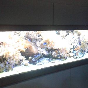 Red Sea ( coral ) aquarium
