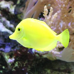 Yellow surgeonfish