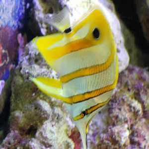 Copperband butterflyfish