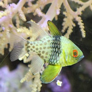 Pyjama cardinalfish