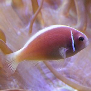 Pink anemone fish