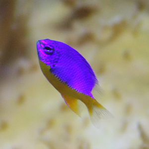 Fiji damselfish
