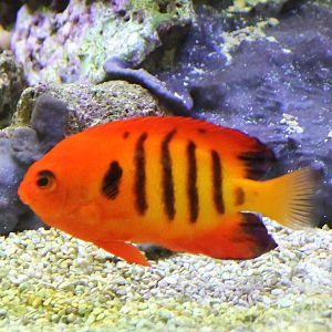 Flame angelfish