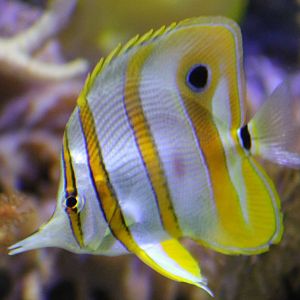 Copperband butterflyfish