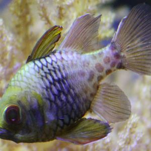 Pyjama cardinalfish