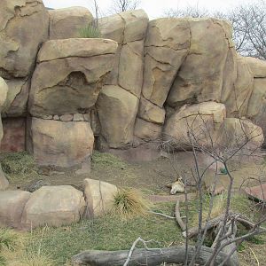 Kirk's Dik Dik Exhibit