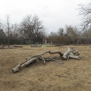 Grevy's Zebra Exhibit