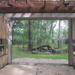 Tigers of the Realm Main Viewing