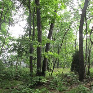 Tigers of the Realm Side View