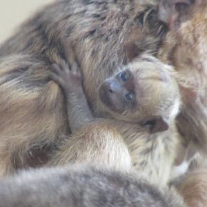 Black Howler Monkey - Second Baby