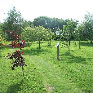Woodland area, 19th June 2014