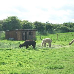 Alpaca paddock, 19th June 2014