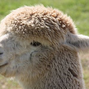 Herman, 19th June 2014