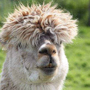 Henry, 19th June 2014