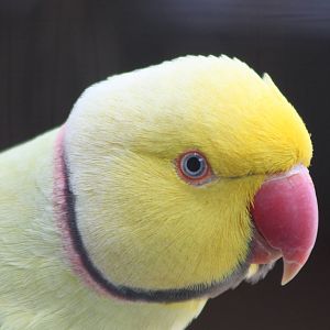 Indian Ring-necked Parakeet, 19th June 2014