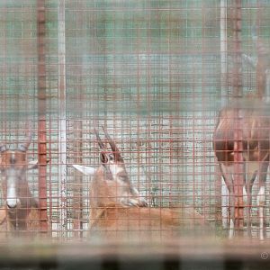 Blesbok : Whipsnade : 22 Jun 2014