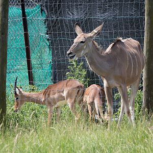 Greater kudu and impala : Whipsnade : 22 Jun 2014