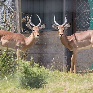 Impala : Whipsnade : 22 Jun 2014