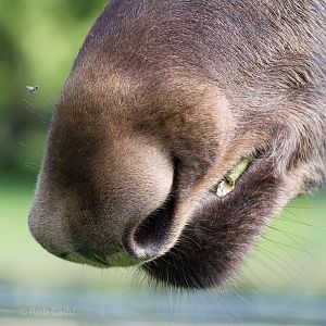 European elk : Whipsnade : 07 Jun 2014