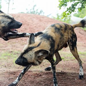 African wild dog : Chester : 16 Jun 2014