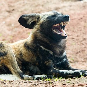 African wild dog : Chester : 16 Jun 2014