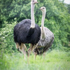 Ostriches : Cotswold WP : 28 May 2014