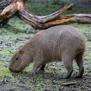 Capybara : Cotswold WP : 28 May 2014